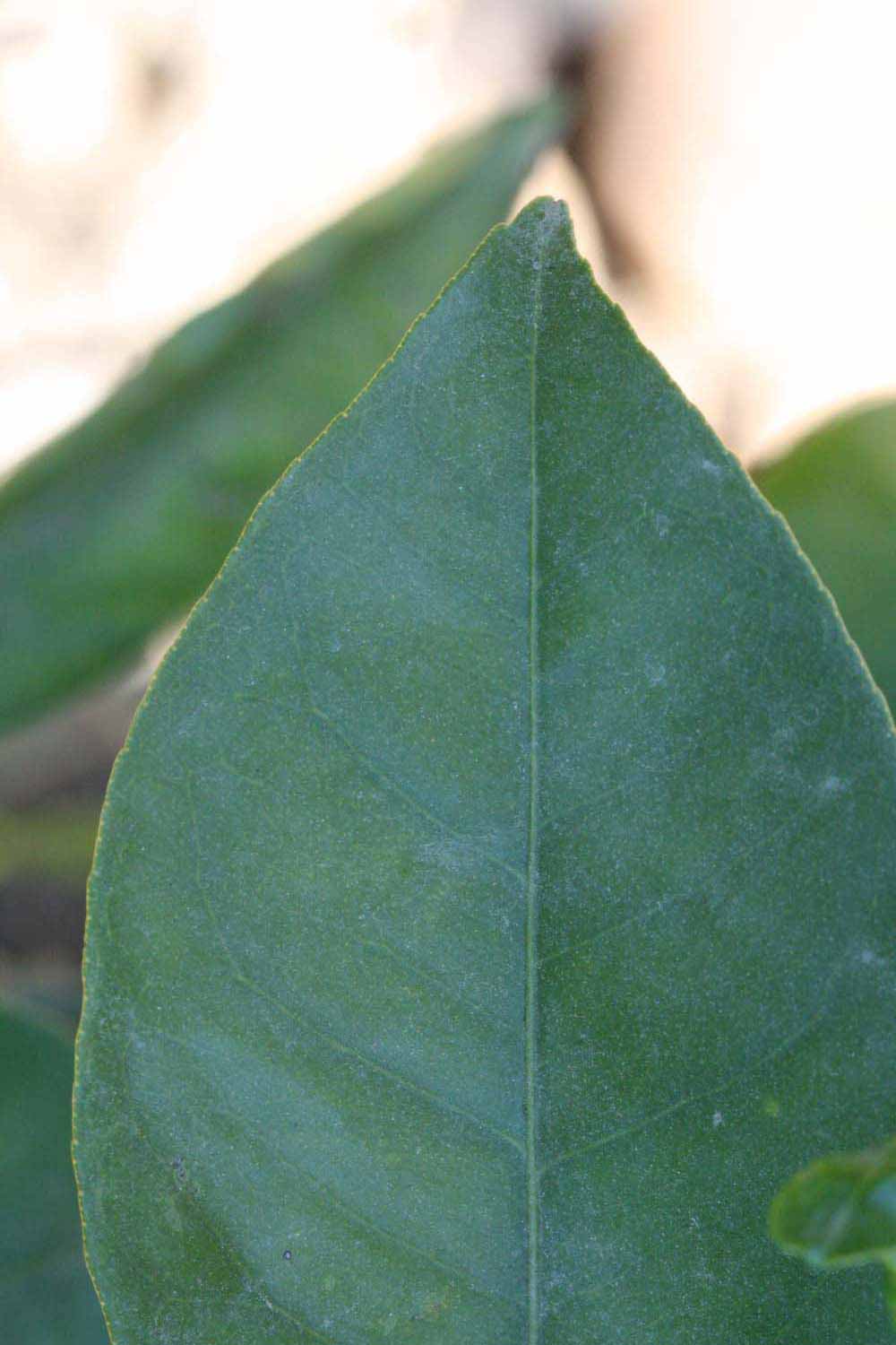              Margin (Riverside, CA)       